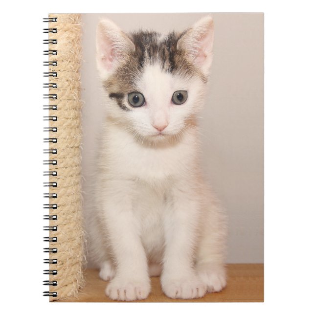 Niedliche White Kitten mit grünen Augen Notizblock (Vorderseite)