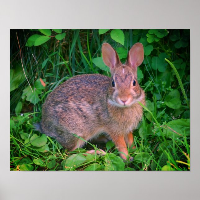 Niedliche Wildbraun-Kaninchen Poster (Vorne)