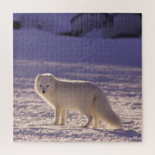 Niedliche Winterfotografie des Schneefräses
