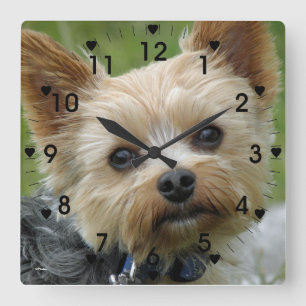 Niedliche Yorkie Uhr