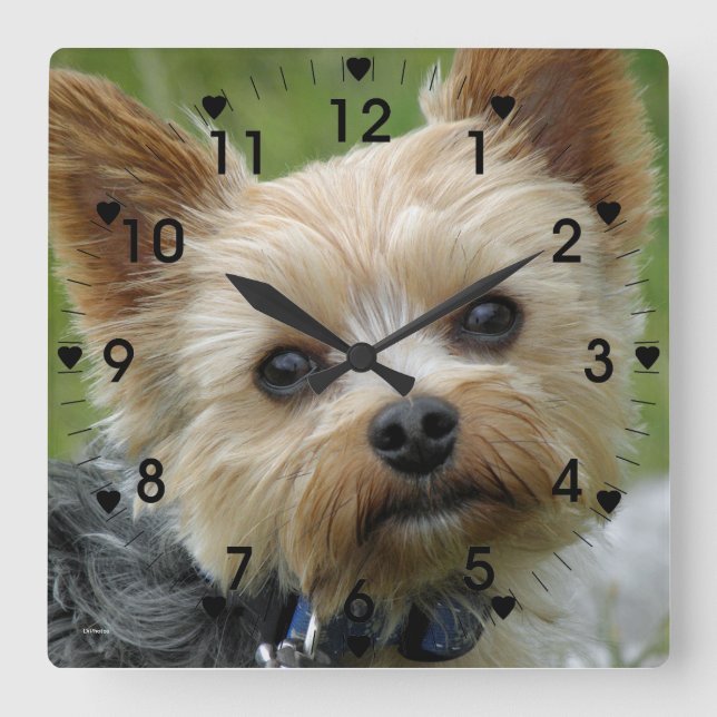 Niedliche Yorkie-Uhr Quadratische Wanduhr (Vorderseite)
