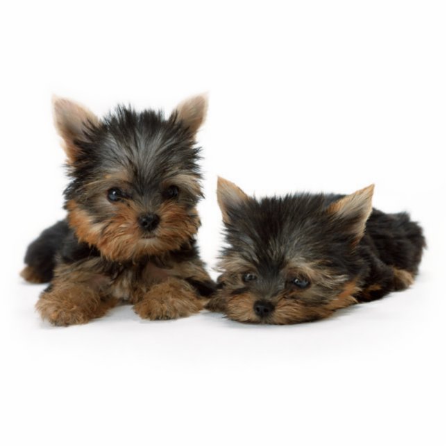 Niedliche Yorkshire Terrier Welpen Fotoskulptur Schlüsselanhänger (Vorne)
