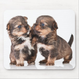 Niedliche Yorkshire-Terrier-Welpen Mousepad