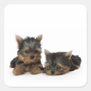 Niedliche Yorkshire Terrier Welpen Quadratischer Aufkleber