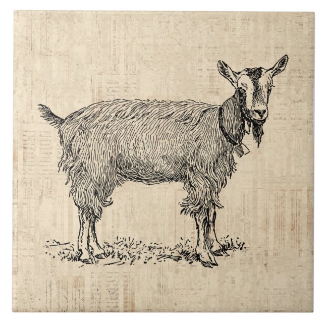 Niedliche Ziege mit Bell Illustration Antiquitäten Fliese (Vorderseite)