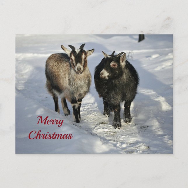 Niedliche Ziegen Schnee Foto Weihnachten Postkarte (Vorderseite)