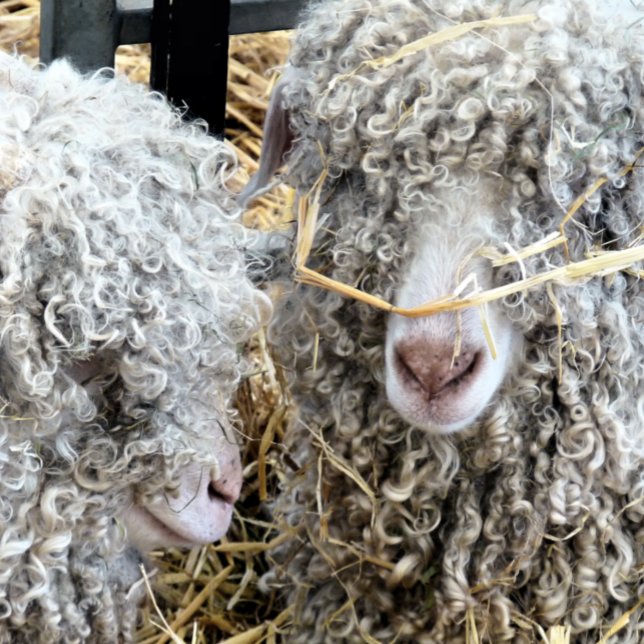 NIEDLICHE ZIEGEN SEIDENPAPIER (Von Creator hochgeladen)