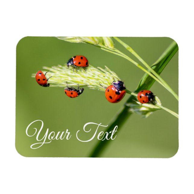 Niedlichen kleine Ladybugs gewähren viel Glück und Magnet (Horizontal)