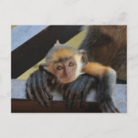 Niedlicher Affe im Arms-Foto der Mama aus Borneo
