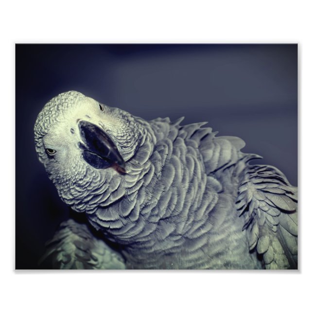 Niedlicher Afrikanischer Papagei 8x10 Fotodruck (Vorne)