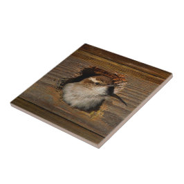 Niedlicher Airbnb Moment Bewicks Wren in Nestbox Fliese