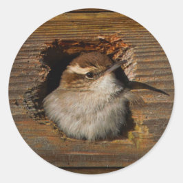 Niedlicher Airbnb Moment Bewicks Wren in Nestbox Runder Aufkleber