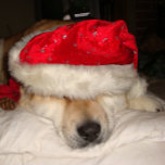 niedlicher Akita-Hund, der zu Weihnachten schlief<br><div class="desc">Der Name dieses lustigen schläfrigen niedlichen japanischen akita auf diesem Original Weihnachts-Puzzle trägt den Namen Asien, sie ist eine rote akita, Teil amerikanischer Typ akita und Teil japanischen Typ akita. Asien ist eine Rettung und ihre Lieben werden zu Weihnachten verwöhnt, sie sieht sehr glücklich aus, mit ihrem hübschen Weihnachtsmütze in...</div>
