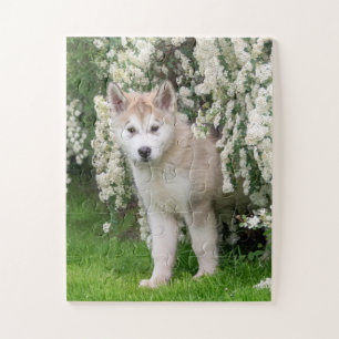 Niedlicher Alaskan Malamute Dog Welpe in Blume Fot