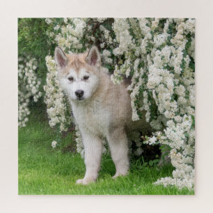 Niedlicher Alaskan Malamute Dog Welpe in Blume Fot