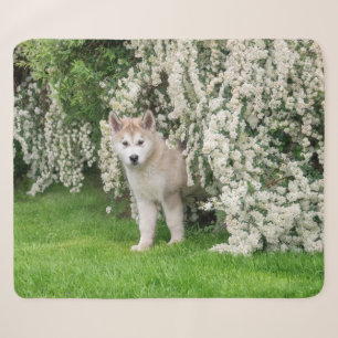 Niedlicher Alaskan Malamute Dog Welpe in Blume Fot Sherpadecke