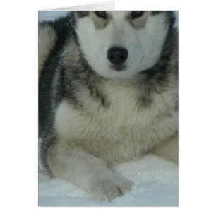 Niedlicher alaskischer Malamute