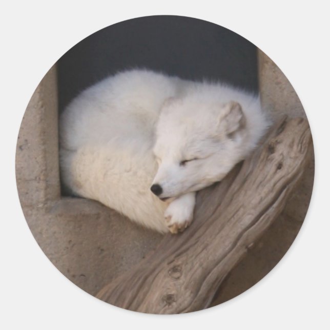 Niedlicher Arktis-Fox-Schlaf Runder Aufkleber (Vorderseite)