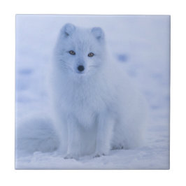 Niedlicher arktischer Fox im Hintergrund des schne Fliese