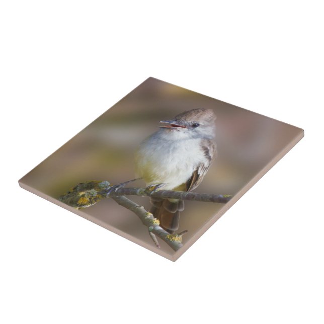 Niedlicher ash-gethroter Flycatcher-Songbird am Zw Fliese (Seite)