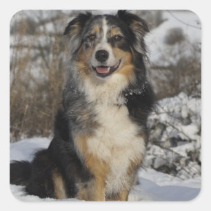Niedlicher Aussie Welpe Hund Lover Australischer H Quadratischer Aufkleber