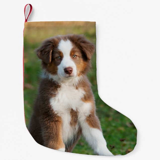 Niedlicher australischer Schäfer-Hundewelpe - Kleiner Weihnachtsstrumpf (Vorderseite)