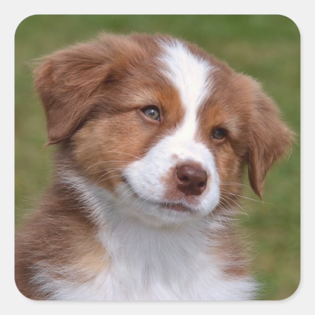 Niedlicher Australischer Schäferpuppy Quadratischer Aufkleber (Vorderseite)