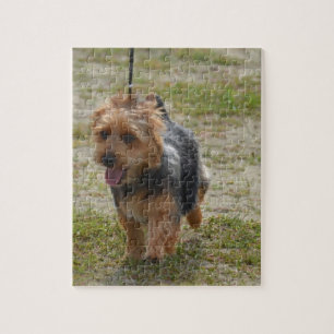 Niedlicher australischer Terrier