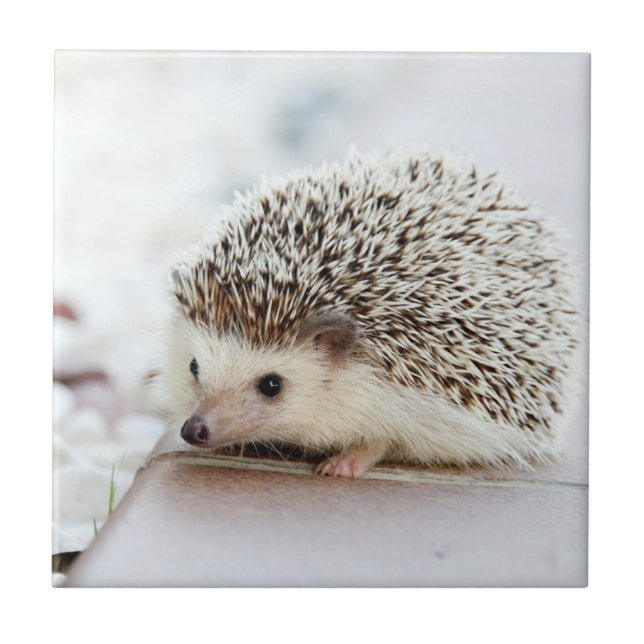Niedlicher Baby-Igel Fliese (Vorderseite)