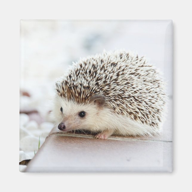 Niedlicher Baby-Igel Magnet (Vorne)
