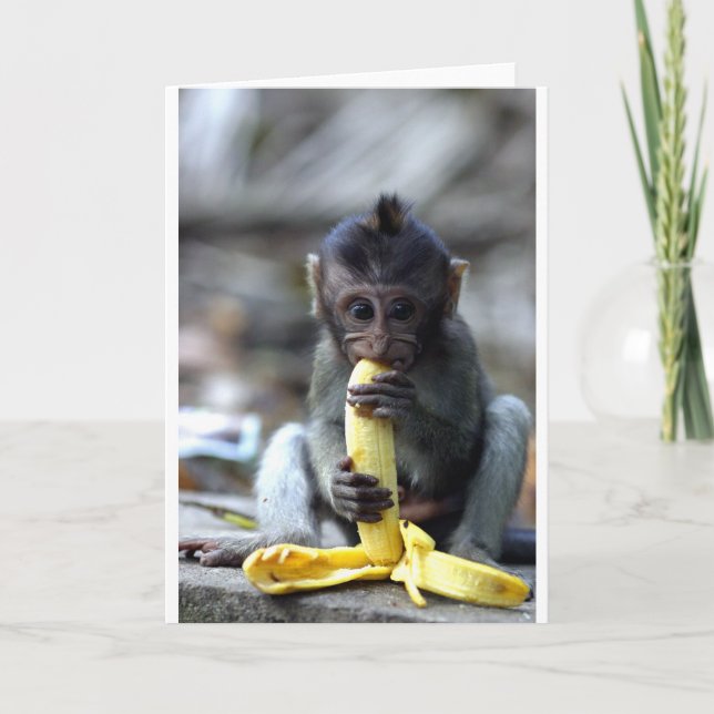 Niedlicher Baby Macaqueaffe, der Banane isst Karte (Vorderseite)