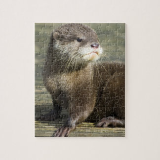 Niedlicher Baby-Otter