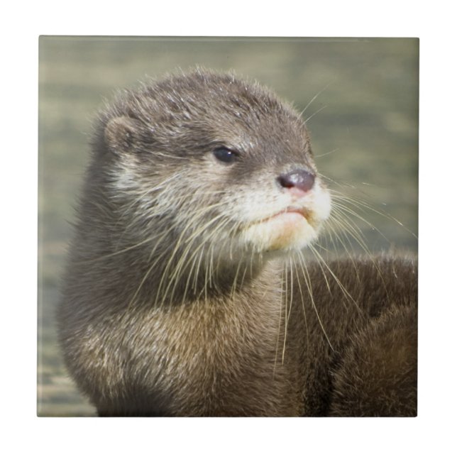 Niedlicher Baby-Otter Fliese (Vorderseite)