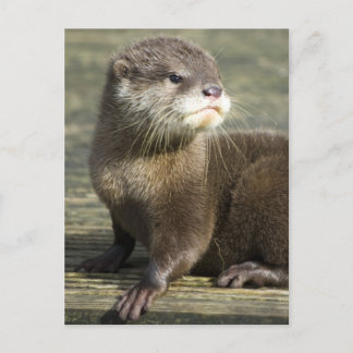 Niedlicher Baby-Otter Postkarte