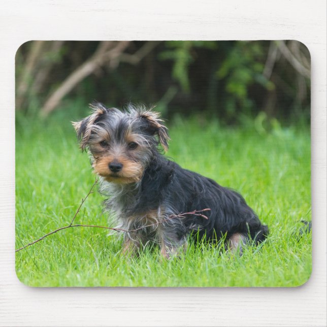 Niedlicher Baby-Yorkie-Welpe mit trauriger Augen-E Mousepad (Vorne)