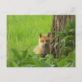 Niedlicher Babyfuchs im Frühjahr Postkarte