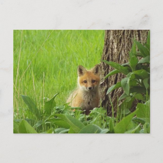 Niedlicher Babyfuchs im Frühjahr Postkarte (Vorderseite)