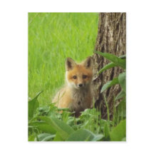 Niedlicher Babyfuchs im Frühjahr