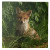 Niedlicher Babyfuchs in einem grünen Wald