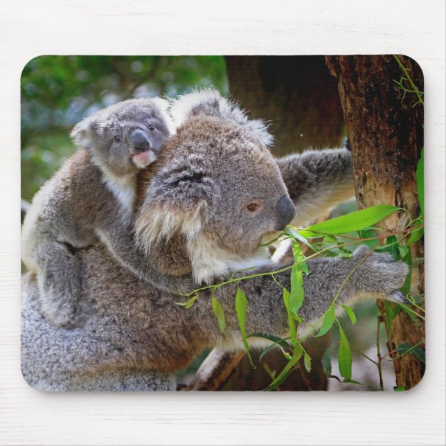 Niedlicher Babykoalabär mit Mamma in einem Baum Mousepad (Vorne)