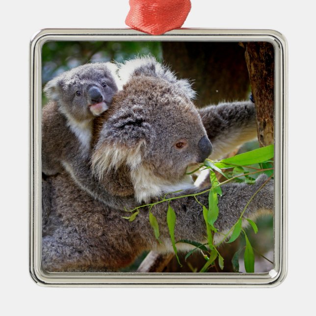 Niedlicher Babykoalabär mit Mamma in einem Baum Silbernes Ornament (Vorne)