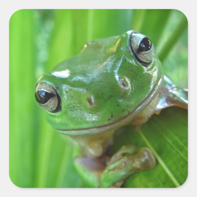 Niedlicher Baumfrosch Nah Quadratischer Aufkleber (Vorderseite)