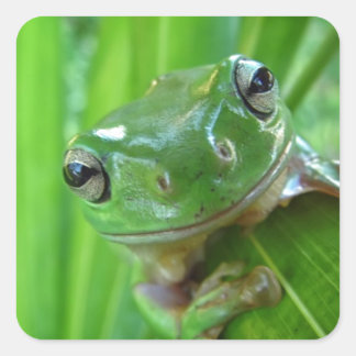 Niedlicher Baumfrosch Nah Quadratischer Aufkleber