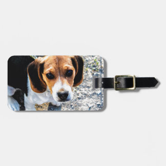 Niedlicher Beagle Gepäckanhänger