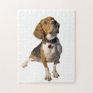 Niedlicher Beagle-Hund