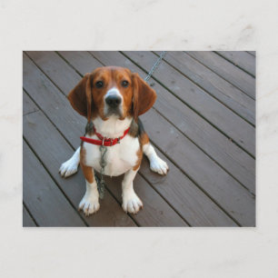Niedlicher Beagle Hund je Postkarte