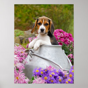 Niedlicher Beagle Hund Welpe in einem Milchturm, e Poster