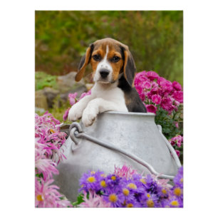 Niedlicher Beagle Hund Welpe in einer Milchkieferf Poster