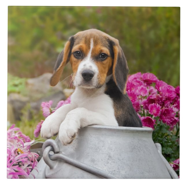 Niedlicher Beagle Hund Welpe in einer Milchkühne - Fliese (Vorderseite)