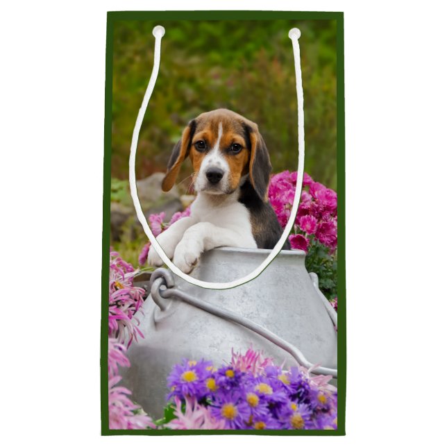 Niedlicher Beagle Hund Welpe in Milk Churn mit Blu Kleine Geschenktüte (Vorderseite)